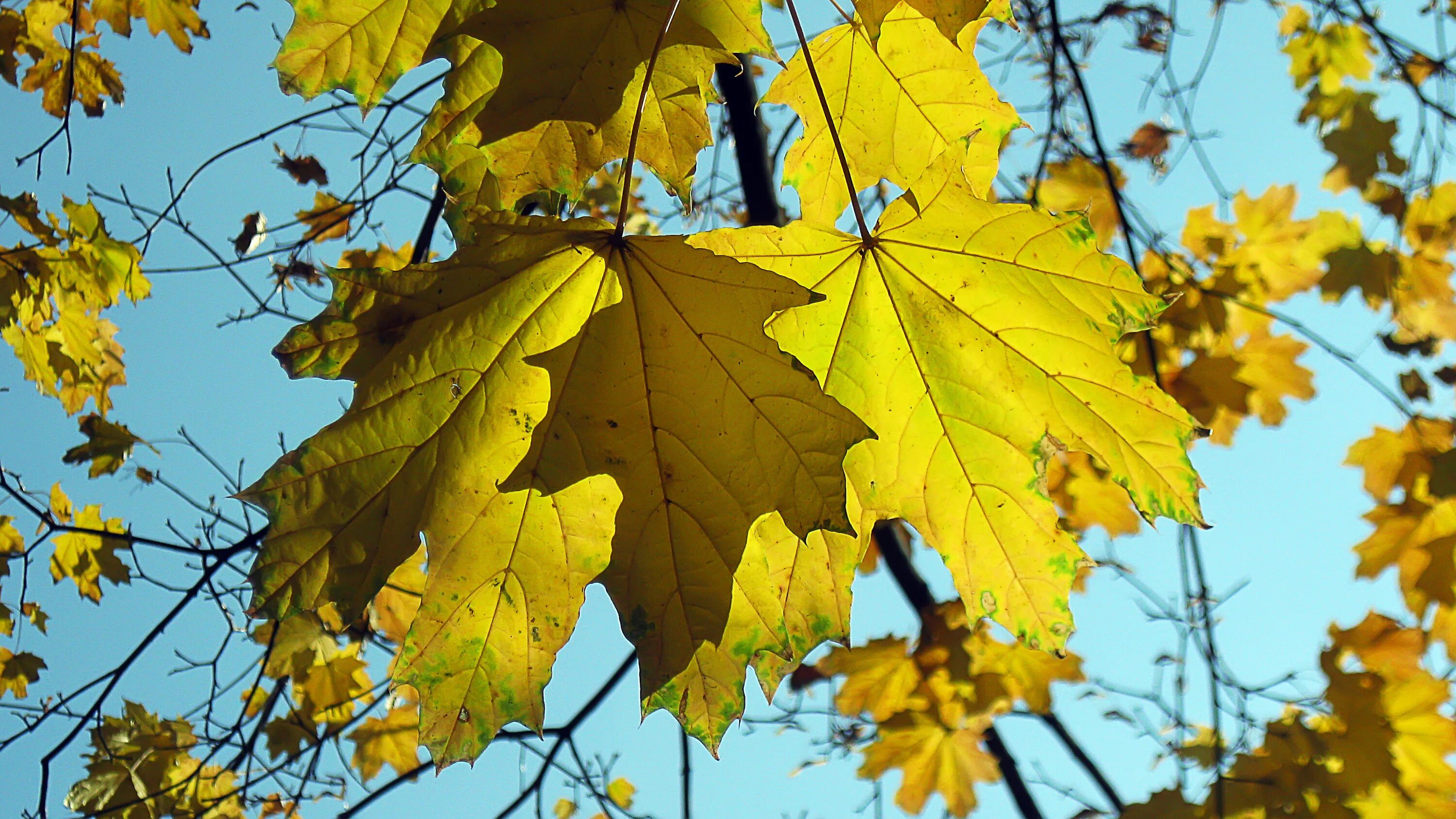 Лист осени фото. Клен остролистный желтый. Клен остролистный листья осенью. Осень клен. Желтый лист клена.