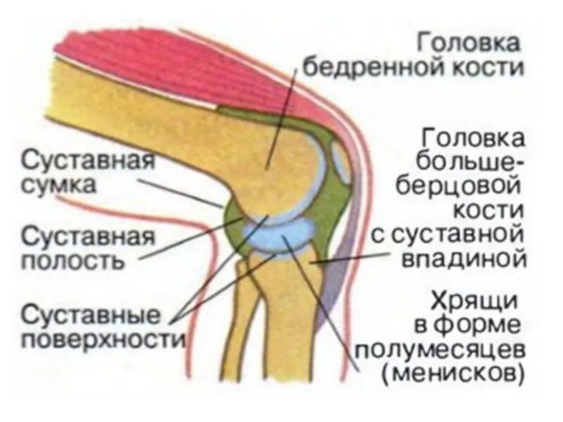 Строение коленного сустава человека биология 8 класс. Рис 17 строение коленного сустава. Строение коленного сустава биология 8 класс Пасечник. Строение коленного сустава 8 класс.