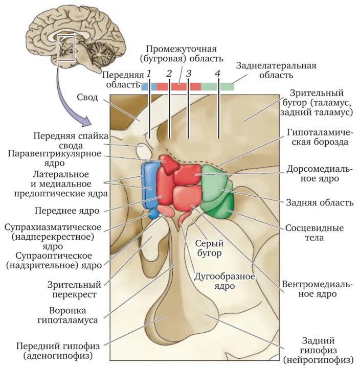 Область ядра мозга. Схема расположения ядер гипоталамуса. Гипоталамус это часть промежуточного мозга. Ядра гипоталамуса схема анатомия. Анатомическое строение гипоталамуса.