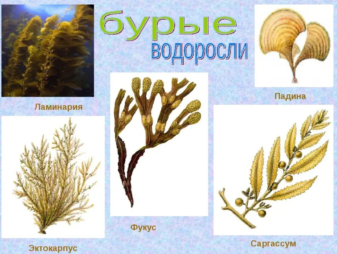 Ламинария фукус саргассум. Бурые водоросли водоросли представители. Представители бурых водросле. Многоклеточные бурые водоросли. 3 названия водорослей