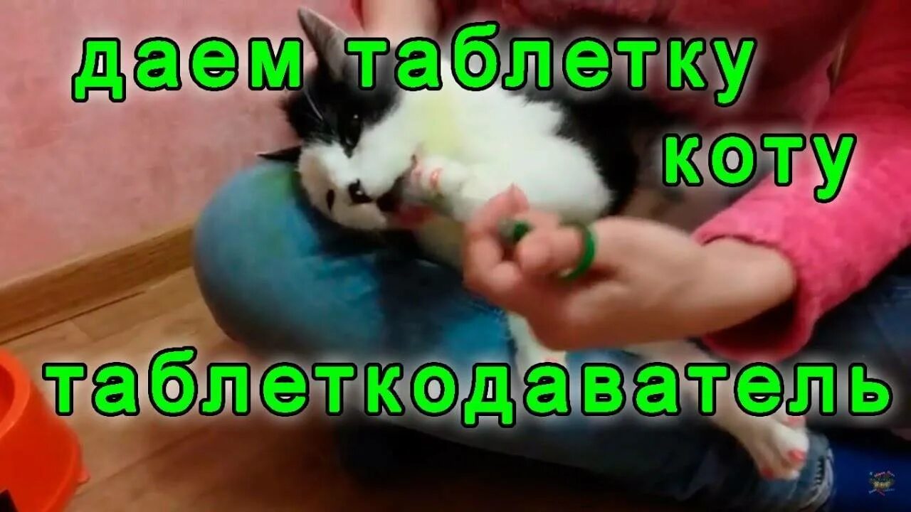 Как дать коту таблетку. Как дать таблетку кошке таблеткодавателем видео. таблетку целиком кошкам. как дать коту горькое лекарство.