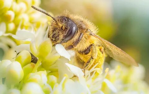 Bees light