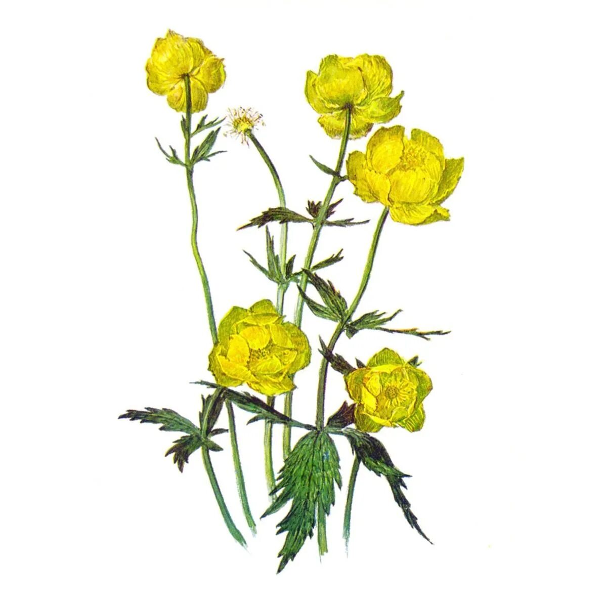 Италмас купальница европейская. Купальница европейская (trollius europaeus). Италмас детский. Купальница европейская цветок. Италмас торговый центр ижевск игровая зона.
