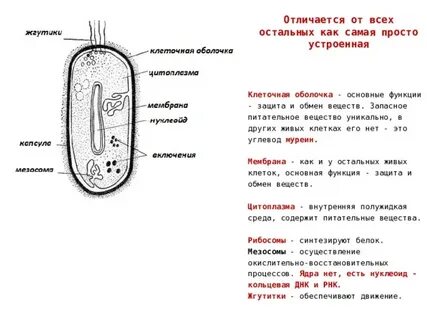 Запасные питательные вещества клетки