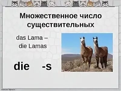 Множественное число животные