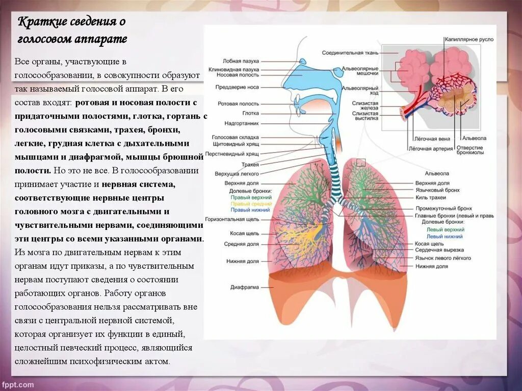 Строение и функционирование голосового аппарата.. Строение дыхательной системы и голосового аппарата. Строение певческого аппарата. Голосовой аппарат строение и функции.