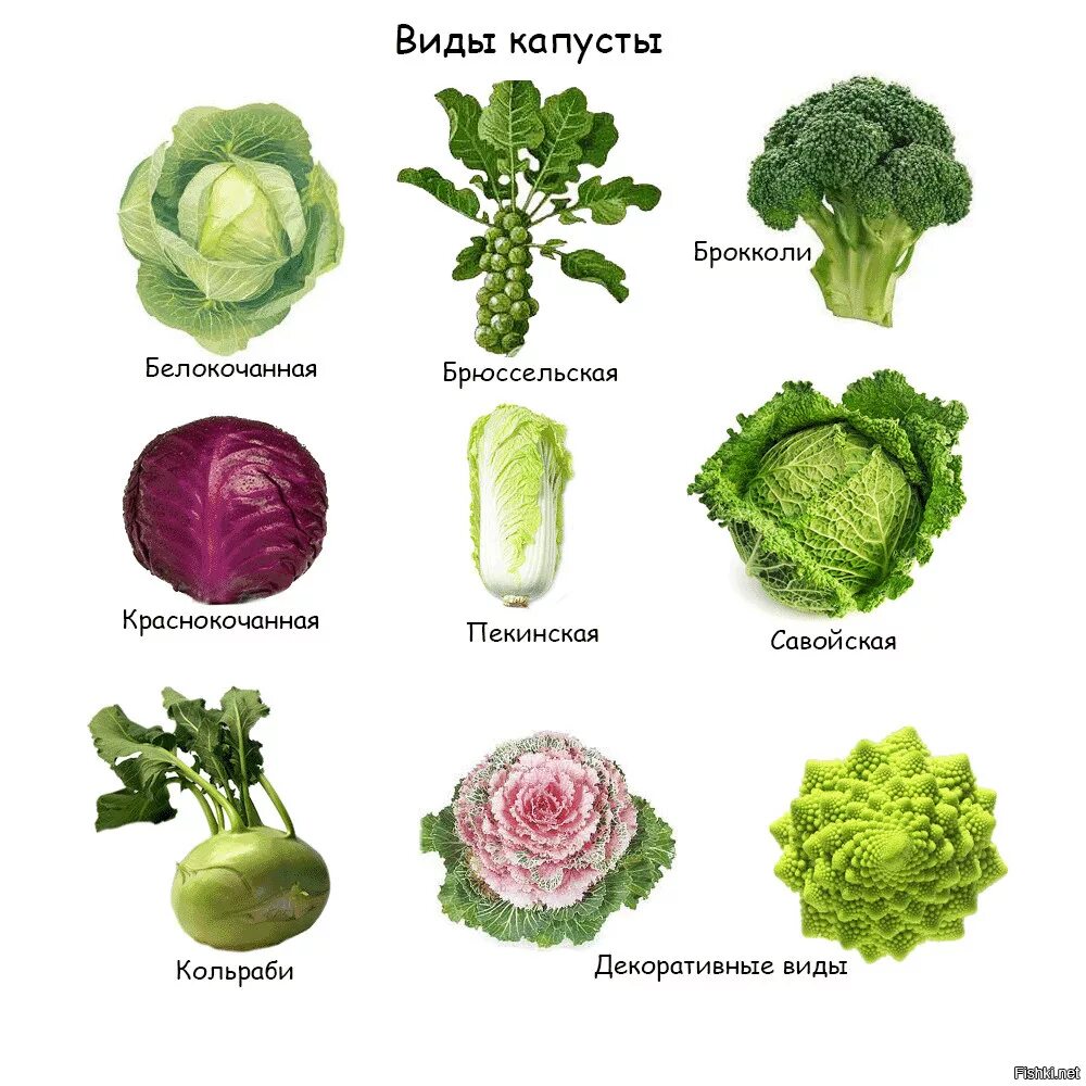 Виды кочанной капусты. Калабрийская брокколи. Сорт зеленой капусты. Какая кап. Какая кап.