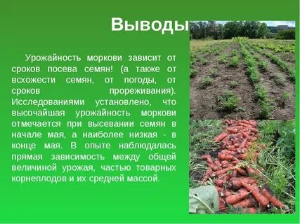 Сколько дней до урожая