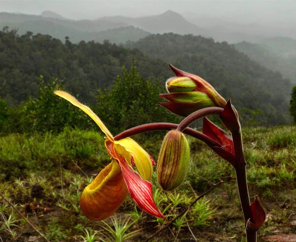 Сельва Южной Америки орхидеи. Орхидея золото Кинабалу. Орхидея эндемик Южной Америки. Phragmipedium lindleyanum. Виды растений в южной америке