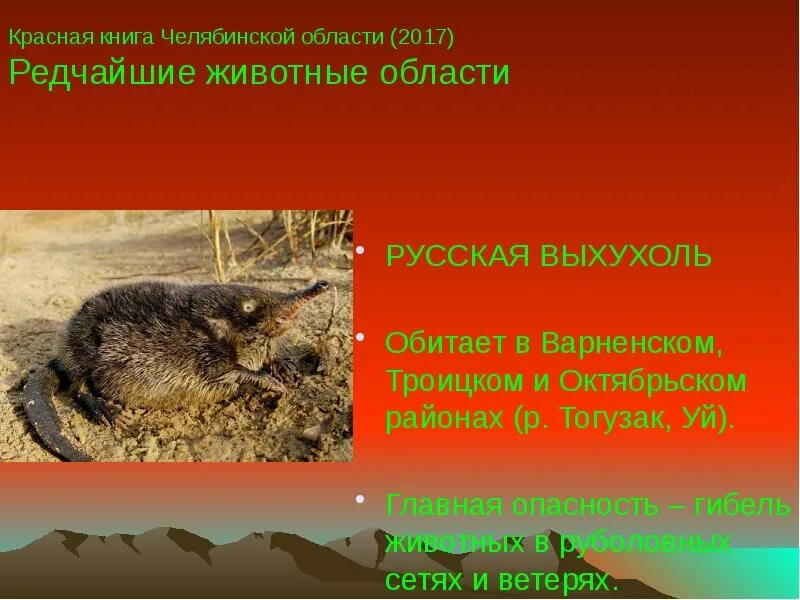 Животные лесов Челябинской области - презентация онлайн