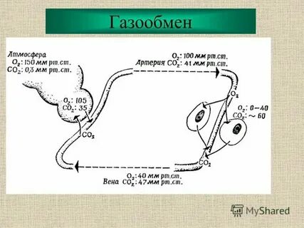 У жаб площадь газообмена в легких