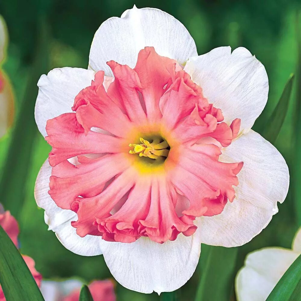 розовые нарциссы. нарцисс pink parasol. нарцисс precocious. розовые нарциссы. срезочные нарциссы.