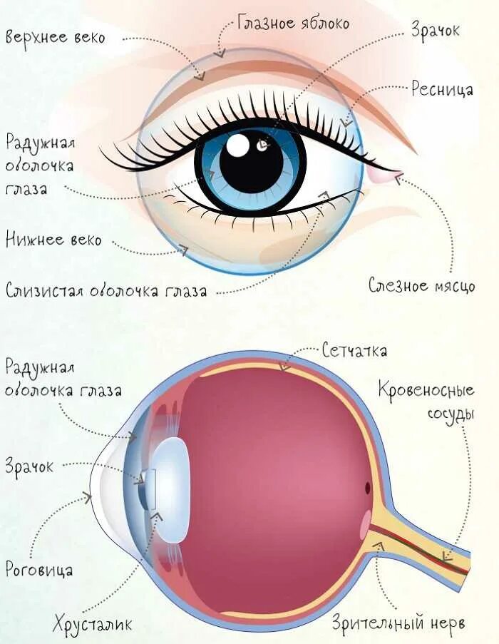 Элементы глаза. Анатомическое строение глаза человека. Строение глаза человека схема. Схема глазного яблока человека. Как устроен глаз человека.