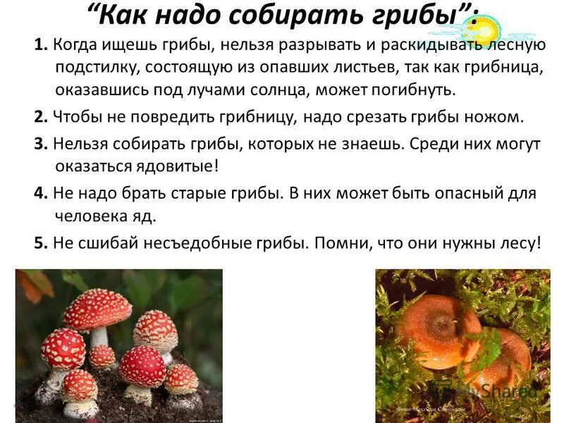 Рассказ про грибы для детей 2 класс. Сообщение о грибах. Доклад про грибы. Интересный рассказ для детей о грибе.