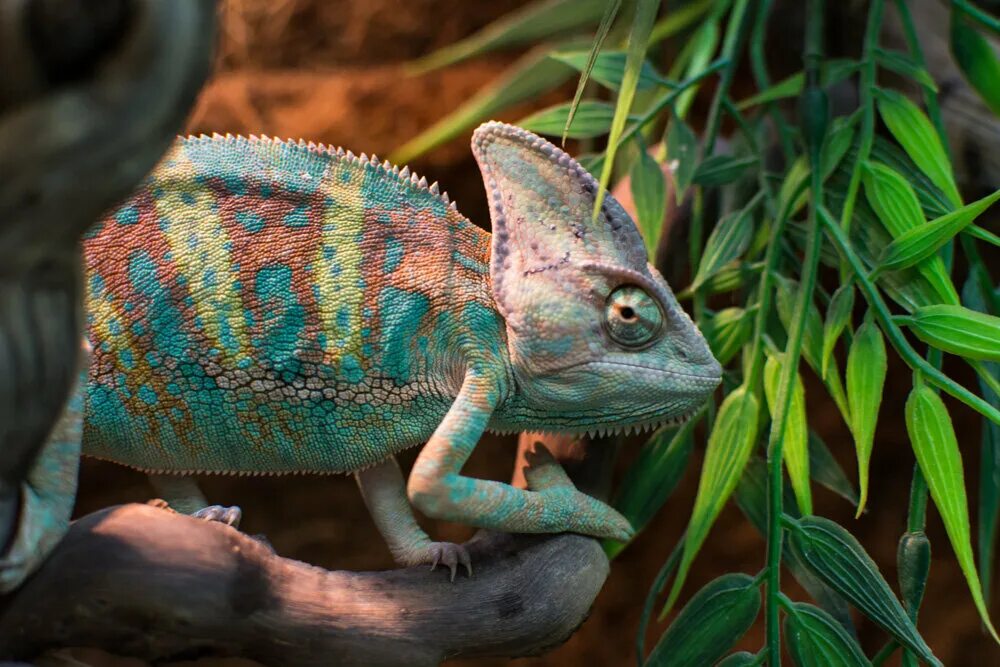 Йеменский хамелеон. Йеменский хамелеон. Калиптратус хамелеон. Йеменский хамелеон пиболд. Йеменский хамелеон.