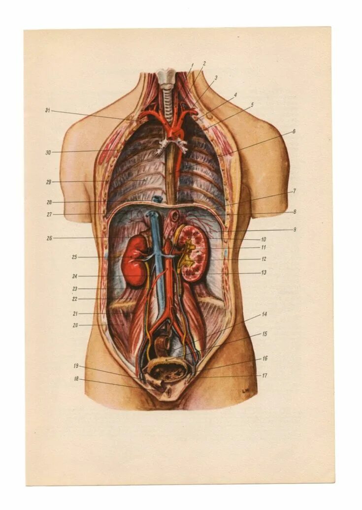 Внутренние органы мужчины. Анатомия мужчины органы. Строение женщины спереди. Строение органов спереди у мужчин.