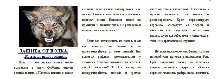 Книга киров волк 90. Волк памятка. Памятка при встрече с волком. Что делать если встретил волка. Как защититься от нападения стаи Волков.