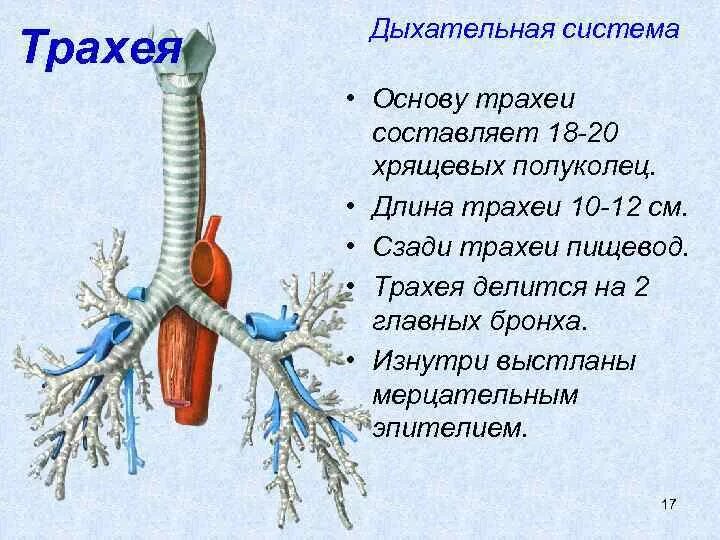 Дыхательная система человека трахея. Дыхательная система строение трахея. Система органов человека трахея. Трахеолы бронхиальные трубочки бронхиолы. Строение и функции трахеи и легких