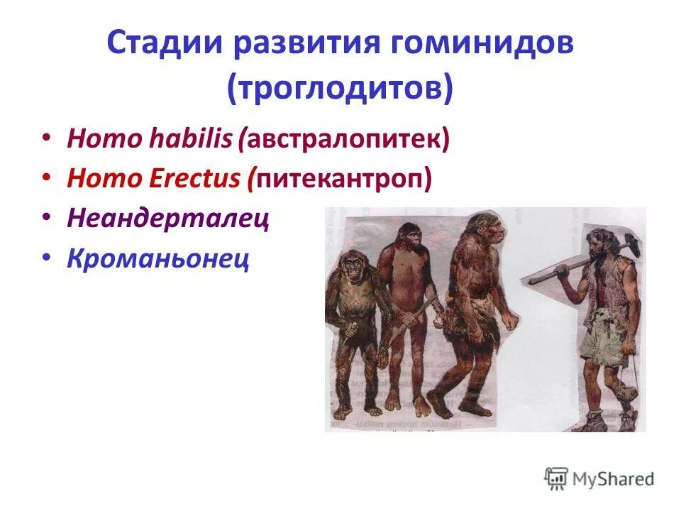 Питекантроп неандерталец кроманьонец. Австралопитек питекантроп неандерталец кроманьонец. Австралопитеки кроманьонцы и неандертальцы. Хомо хабилис австралопитек. Этапы эволюции человека австралопитек