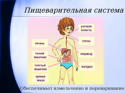 Изучение внешнего строения человека
