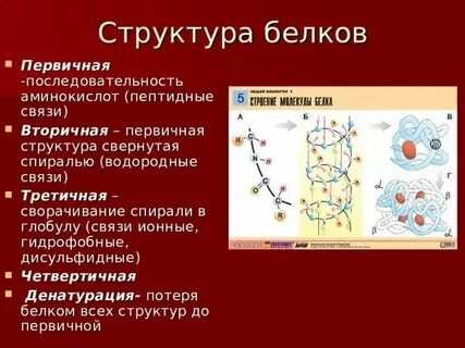 Функции первичных и вторичных белков