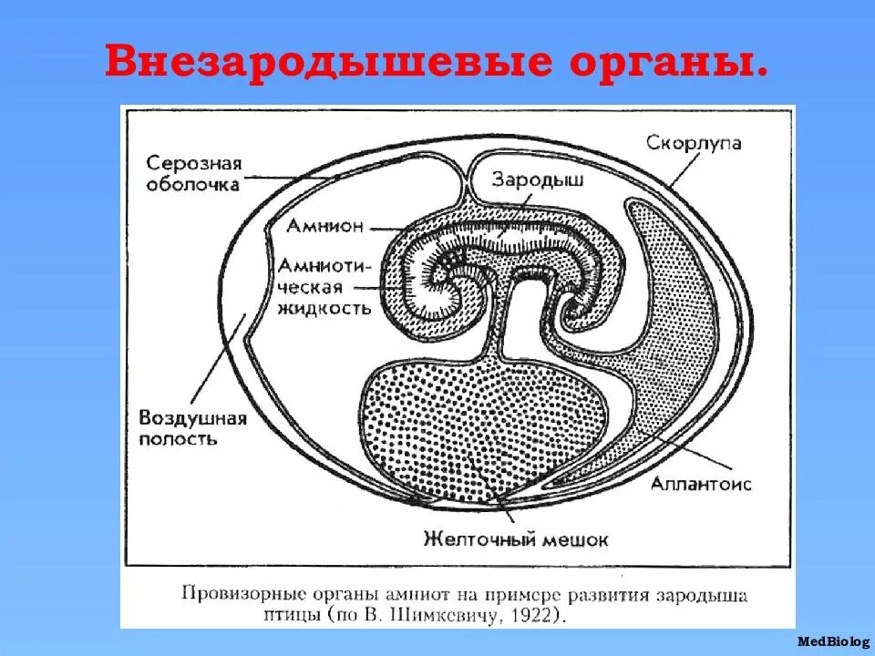 Появление яйцевых оболочек. Эмбрион строение зародышевых. Амнион и аллантоис. Амнион желточный мешок аллантоис хорион и плацента. Желточный мешок строение.