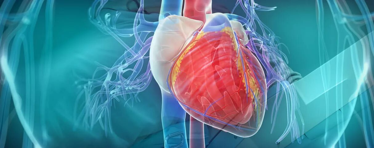 Кардиология фон. Cardiology disease. Cardiology disease. Cardiology disease. Фон для презентации сердечно сосудистая система.