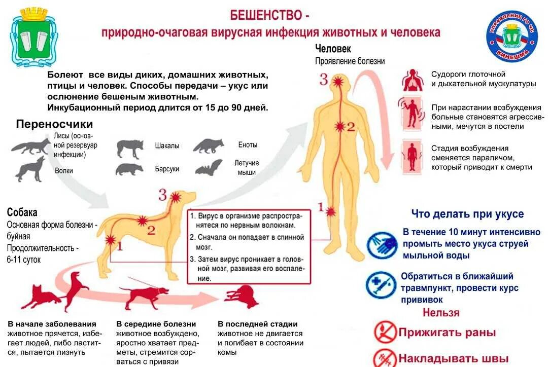 Симптомы укуса собаки человека