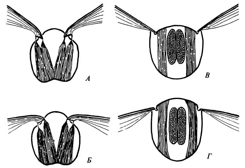 Мышцы насекомых. Мышечная система насекомых. Мышечная система членистоногих. Особенности строения мышечной системы насекомых. Мускулатура насекомых.