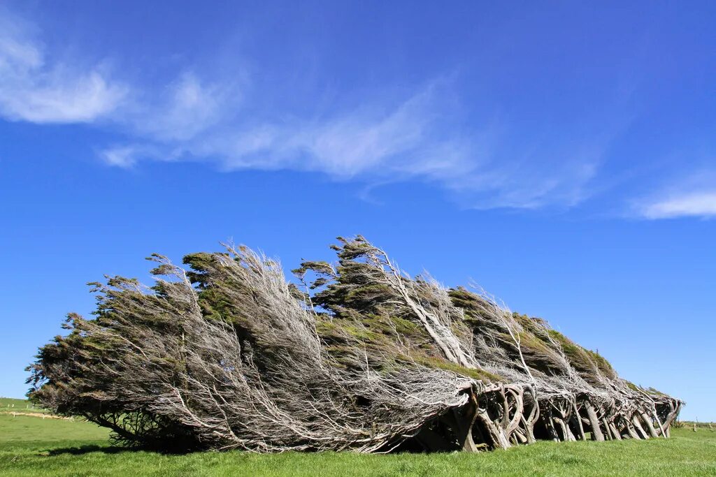 Круче ветра. Слоуп Пойнт новая Зеландия. Гнутые деревья на слоуп Пойнт - новая Зеландия. Мыс slope point, новая Зеландия. Мистраль ветер во Франции.