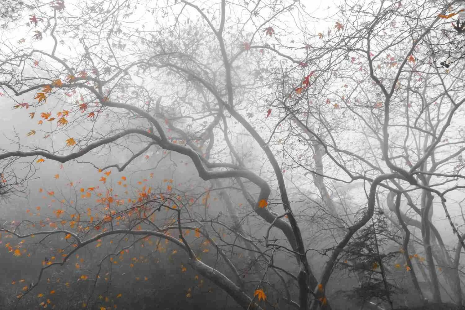 Вижу ветки вижу ветки 4. Поздняя осень Эстетика. Поздняя очень Эстетика. Поздняя осень туман. Деревья в ноябре.