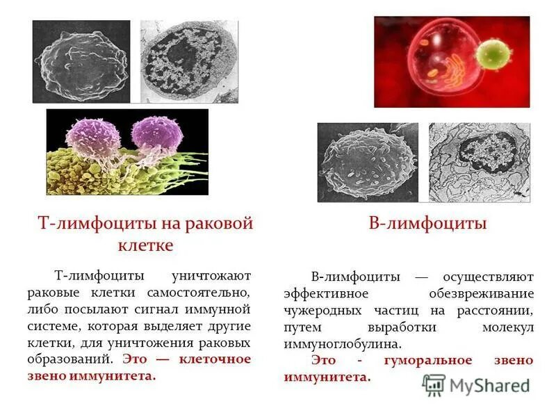 Отсутствие лимфоцитов