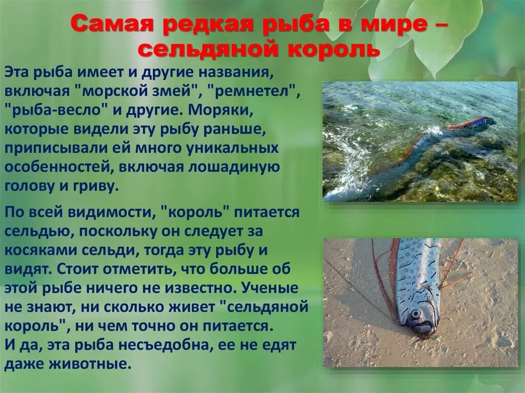 Составить текст рыба ремень. Составить текст рыба ремень. Составить текст рыба ремень. Рыба ремень длинная и плоская иной раз. 1 рыба ремень длинная и плоская.