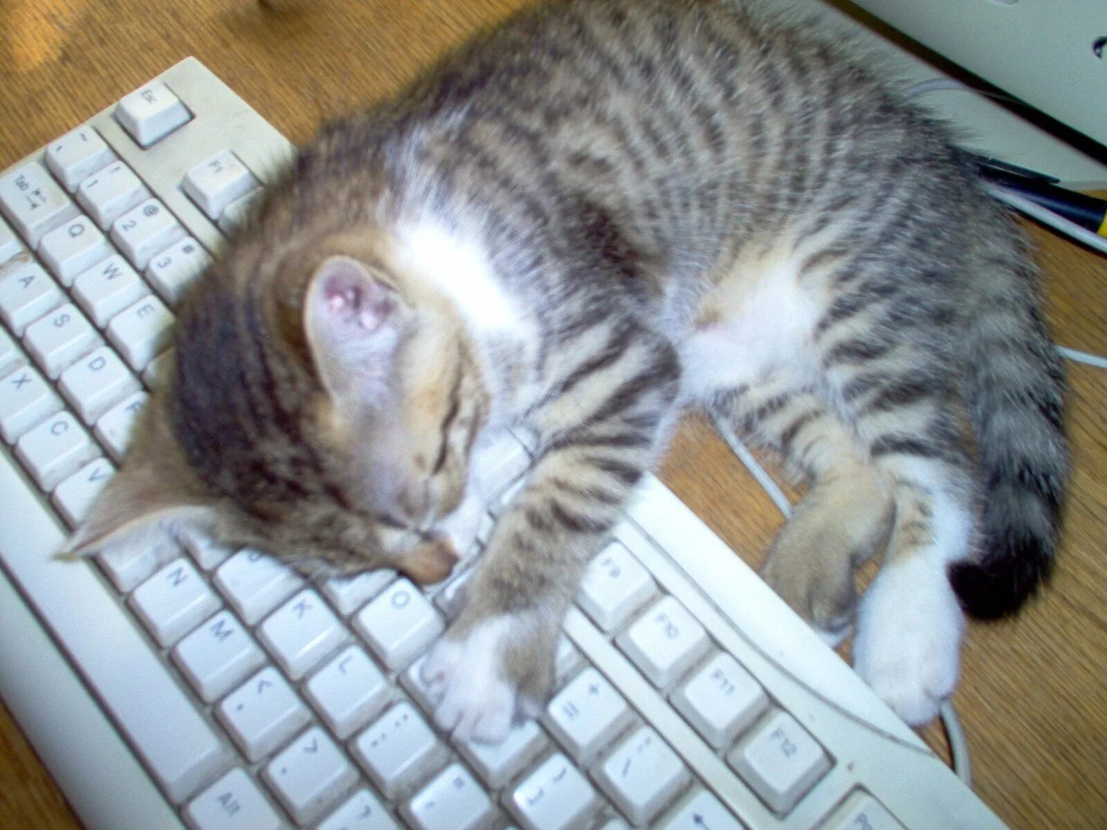 Где найти хорошего кота. Кот на клавиатуре. Коты на клавиатуре.