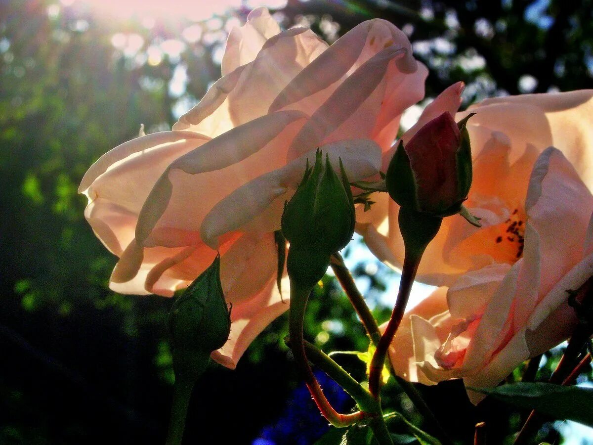 розы в лучах солнца. розы на рассвете с росой. роза маржолейн. цветы на закате. цветы в утренних лучах солнца.