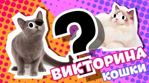 Quiz cat