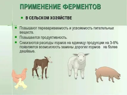 Ферменты животного происхождения что это