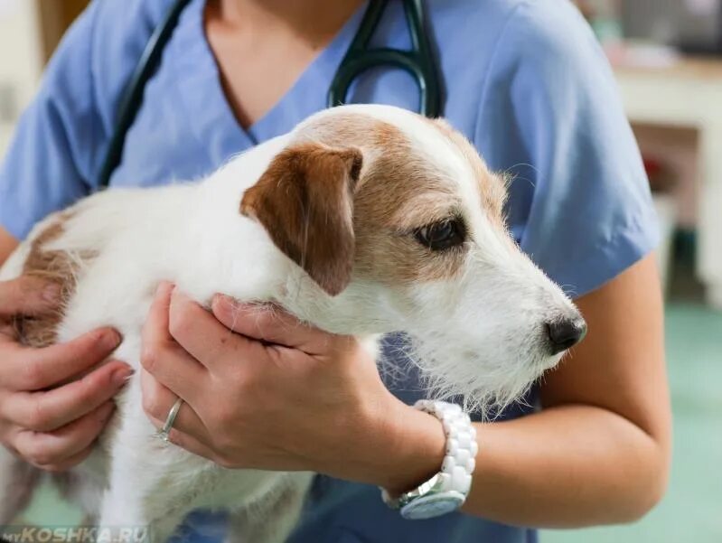 Собака Ветеринария. Собака в ветеринарной клинике. Собака в ветклинике. Собака перед операцией