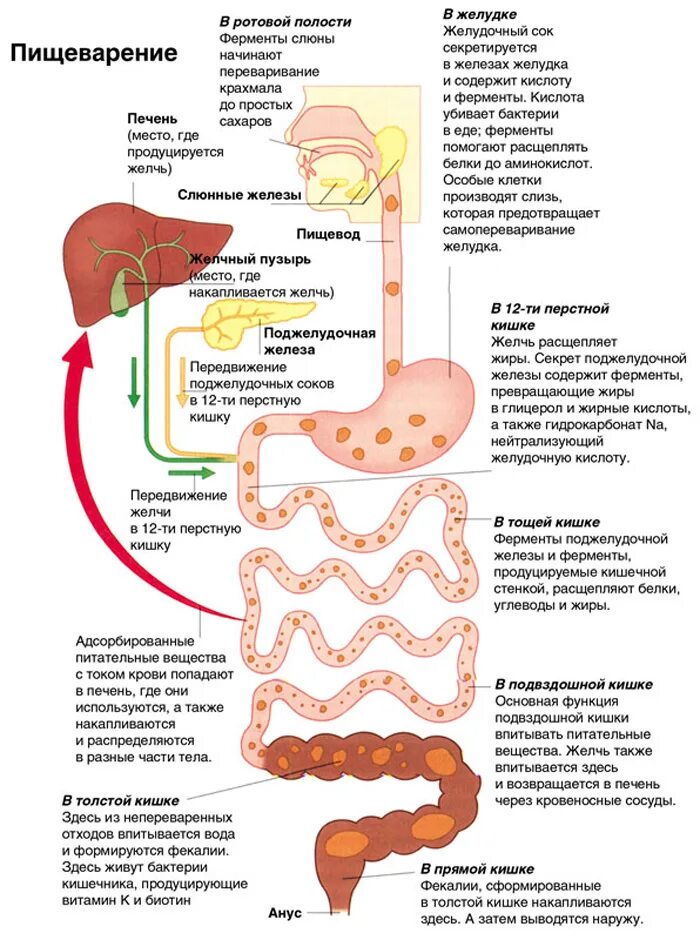 Сок для печени и поджелудочной. Схема процесса пищеварения человека по порядку. Схема процесса переваривания пищи в кишечнике. Схема как происходит процесс пищеварения у человека. Процессы пищеварения в отделах желудочно-кишечного тракта.