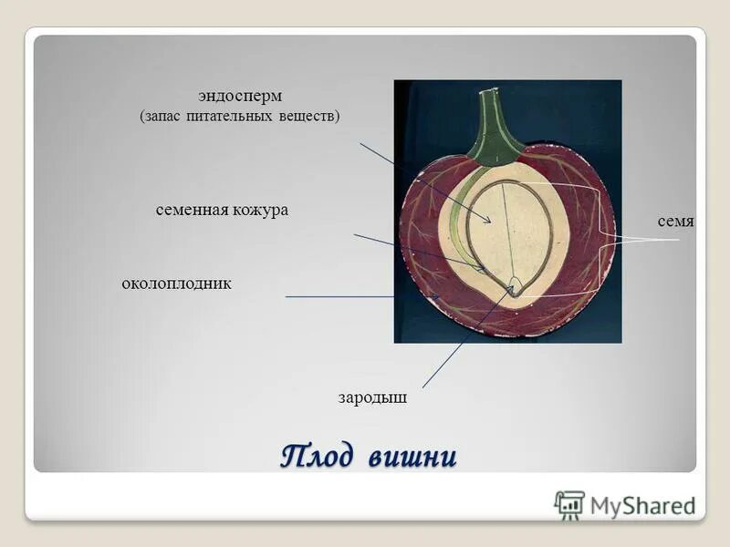 Кожура плодов. Строение плода вишни. Плод вишни схема. Эндосперма семенная кожура. Строение плодов вишни.