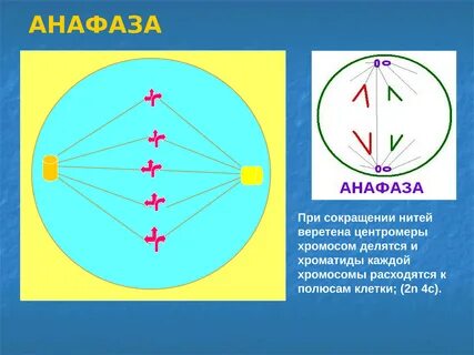 Какой набор в анафазе митоза
