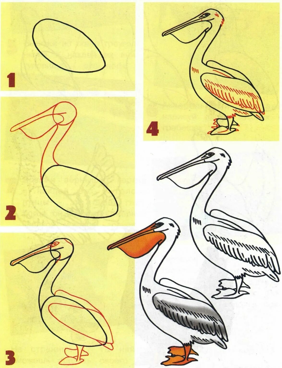 Рисунок птицы 5 класс. Поэтапное рисование птиц. Поэтапное рисование птиц для детей. Рисование перелетные птицы. Поэтапное рисование пеликана.