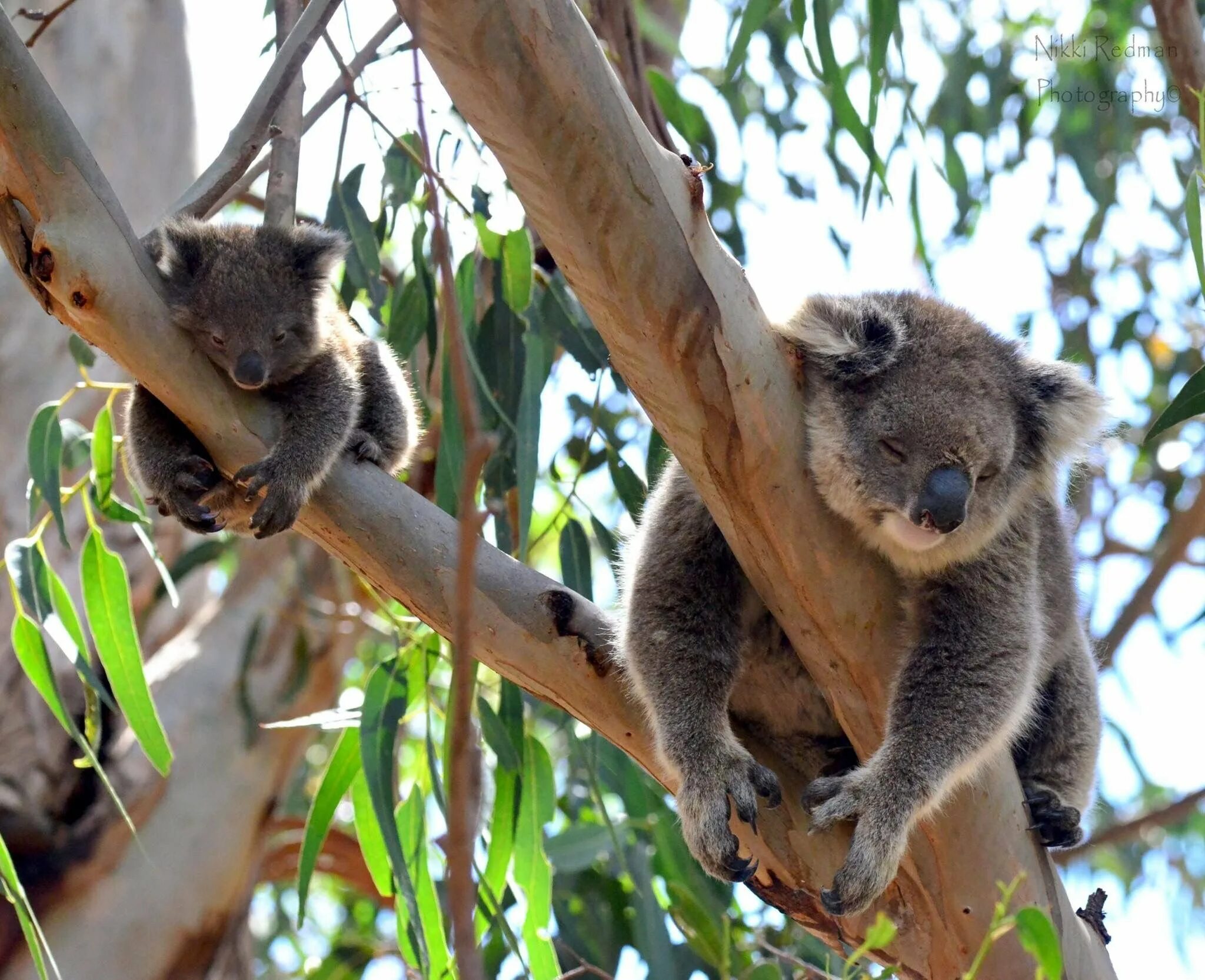 Коала остров. Кенгуру и коала. Животные Австралии кенгуру коала. Эму коала кенгуру. Сумчатый медведь коала и кенгуру.