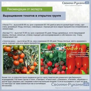 Сколько дней созревают помидоры