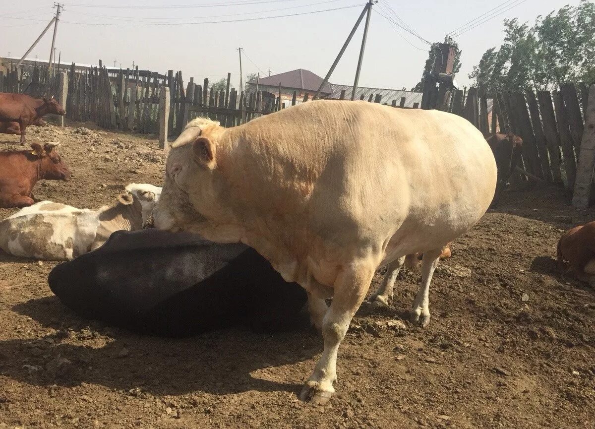 Купить быка живым. Австралийский Сементал быки. Быки на продажу. Быки палевые с/х сементалы. Фото Быков Сементал.