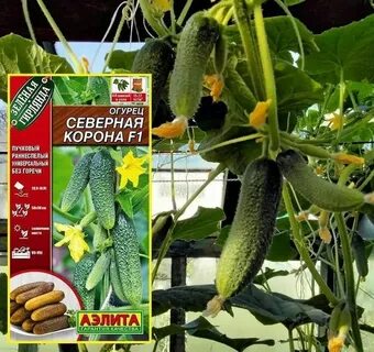 Огурцы северный поток