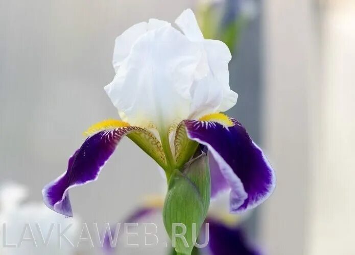 Marksman ирисы. ирис сорт индра. ирис бородатый acoma. интернет магазин кирюшка ирисы. интернет магазин кирюшка ирисы.