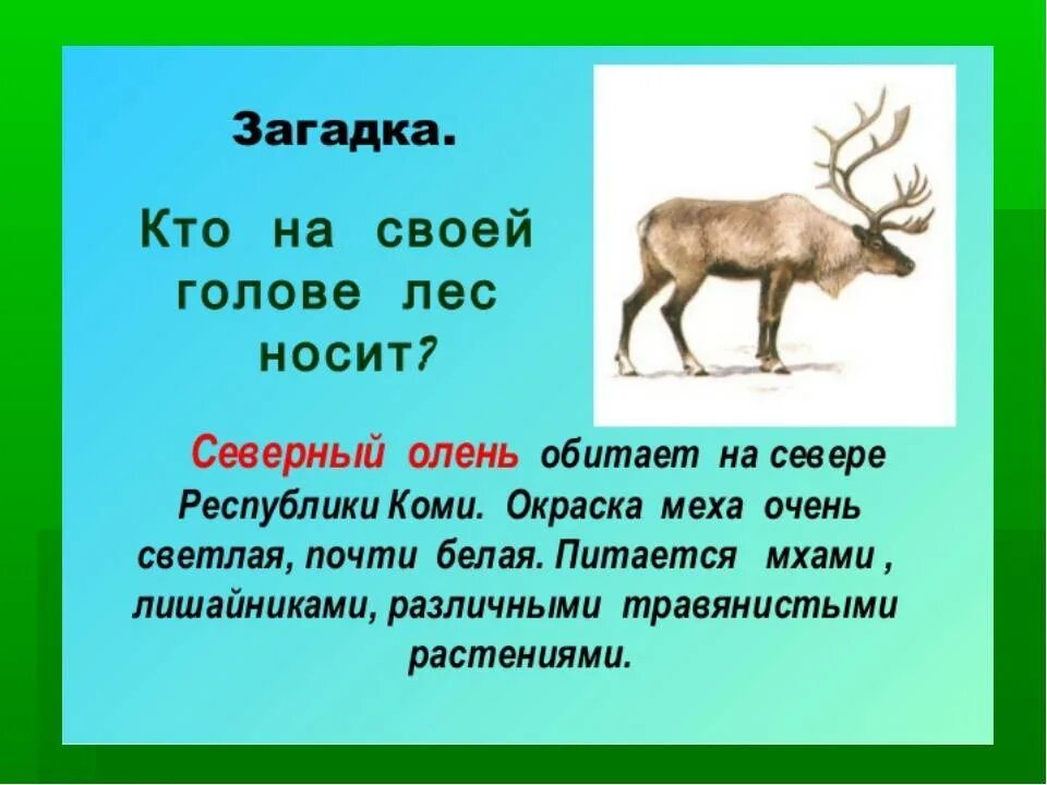 Лось прилагательное. Загадки про животных из красной книги. Животные из красной книги Республики Коми. Загадки про животных красной книги России. Загадки про животных красной книги.