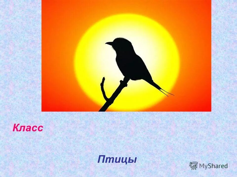 Класс птицы вариант 2. Класс птицы картинки. размеры класс птицы.