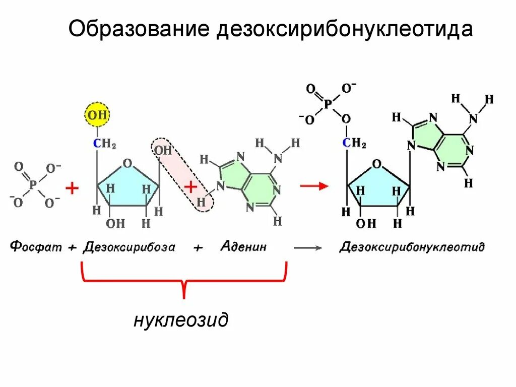 Соединение нуклеотидов днк. Нуклеотиды и нуклеиновые кислоты. Аденин строение нуклеотида. Нуклеотиды нуклеозиды нуклеиновые кислоты. Аденин дезоксирибоза фосфат фосфат.